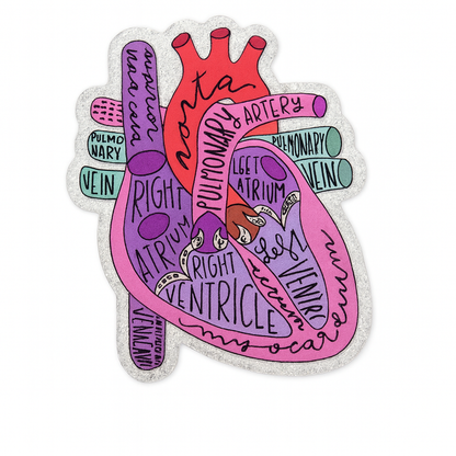 Jibbitz (medium) / Heart anatomy